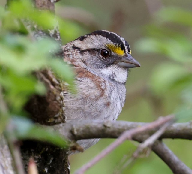 White-throated Sparrow - ML617846632