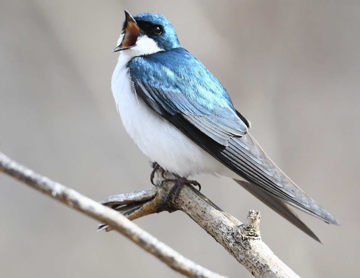 Tree Swallow - Margaret Hough