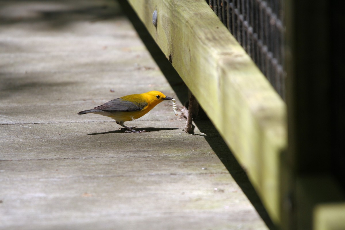 Prothonotary Warbler - ML617846664