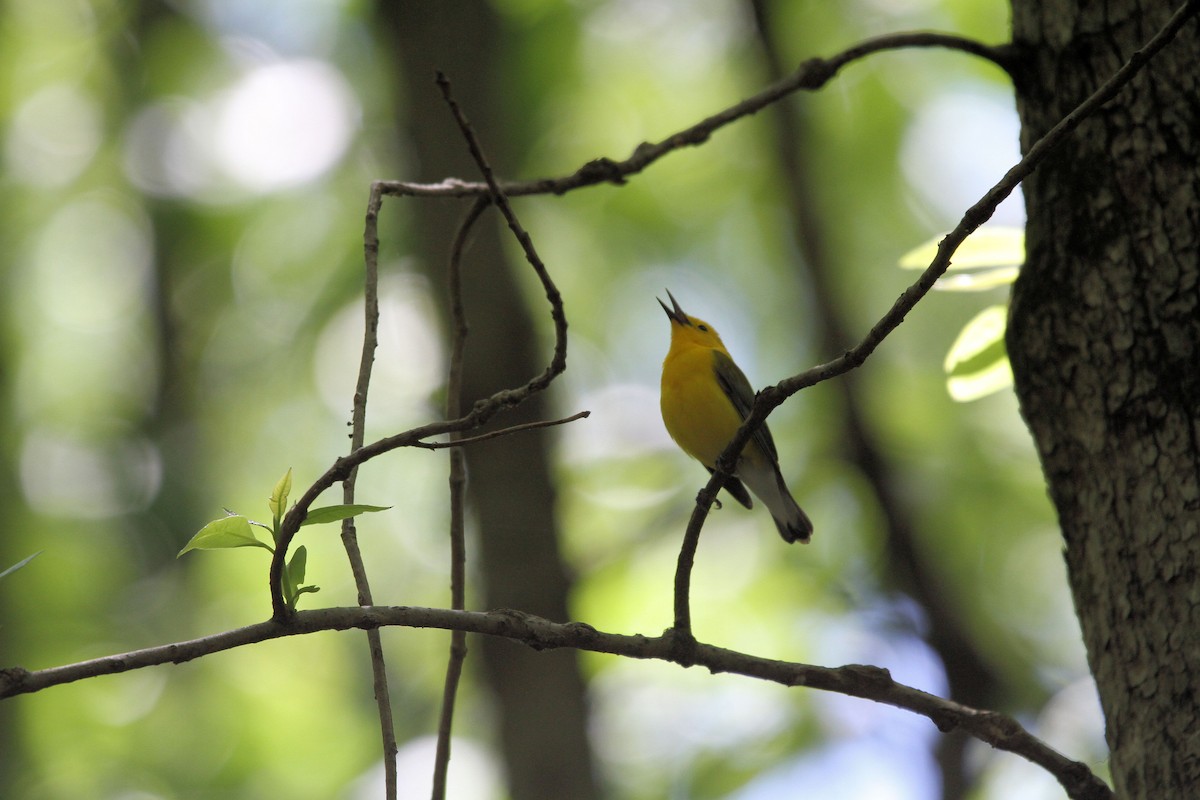 Prothonotary Warbler - ML617846665