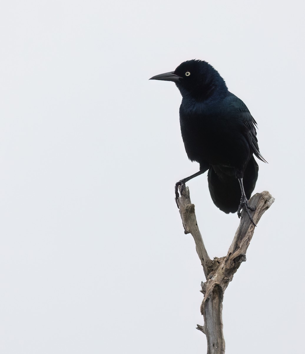 Boat-tailed Grackle - ML617846724