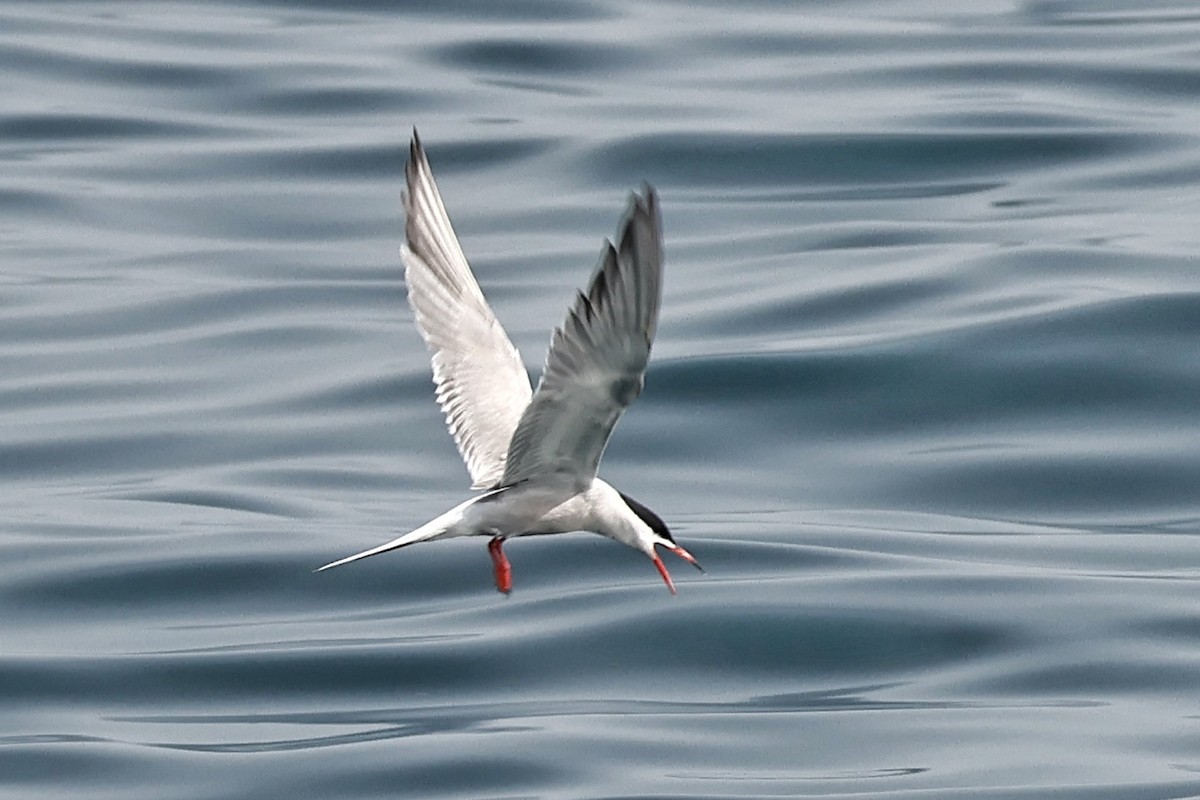 Common Tern - ML617846762