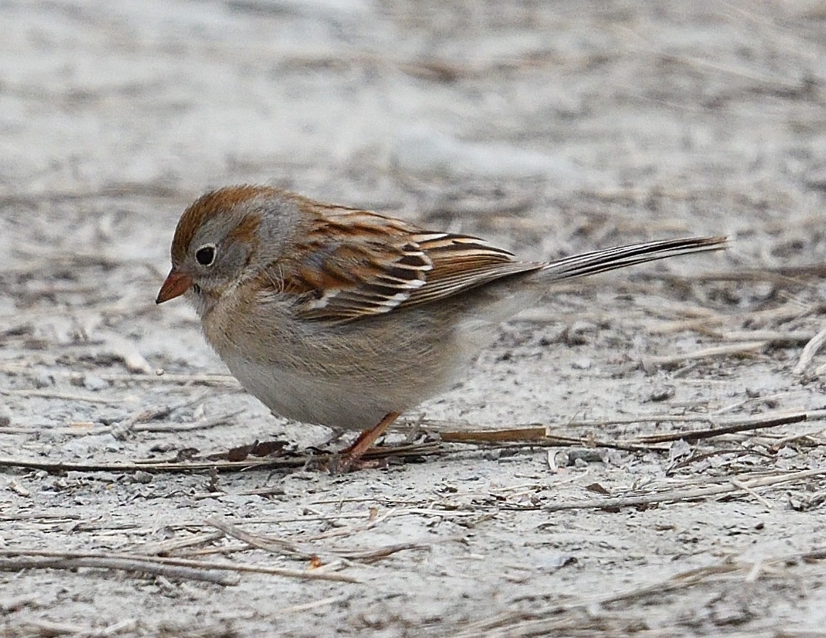 Field Sparrow - ML617846781