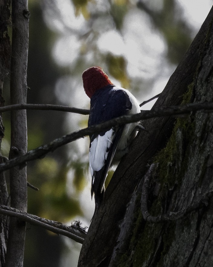 Red-headed Woodpecker - Laura Mandel