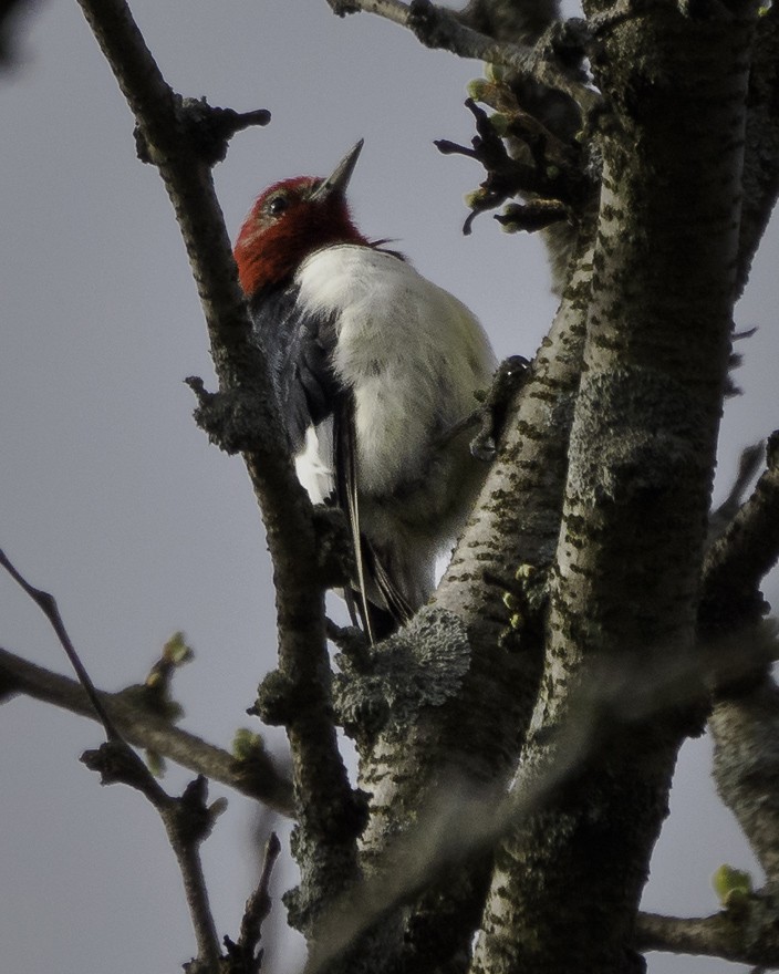 Red-headed Woodpecker - ML617846794