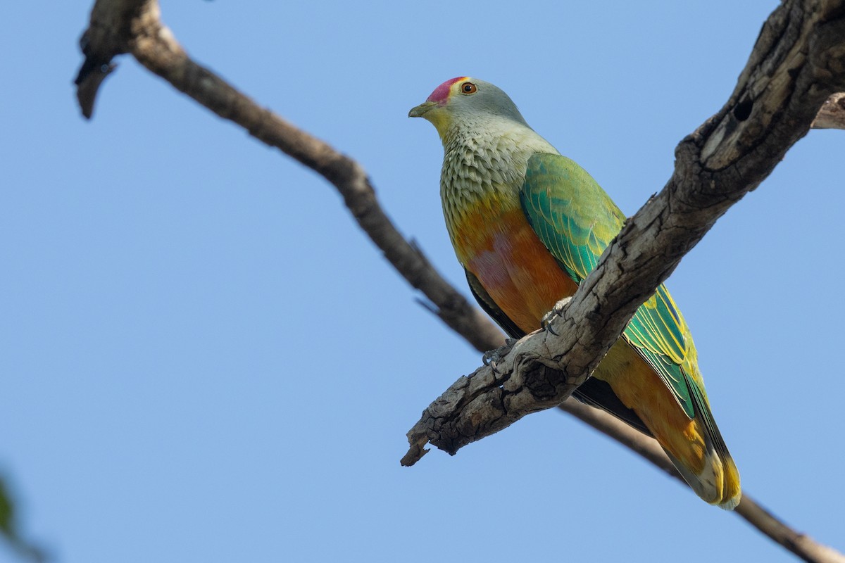 Rose-crowned Fruit-Dove - ML617846809