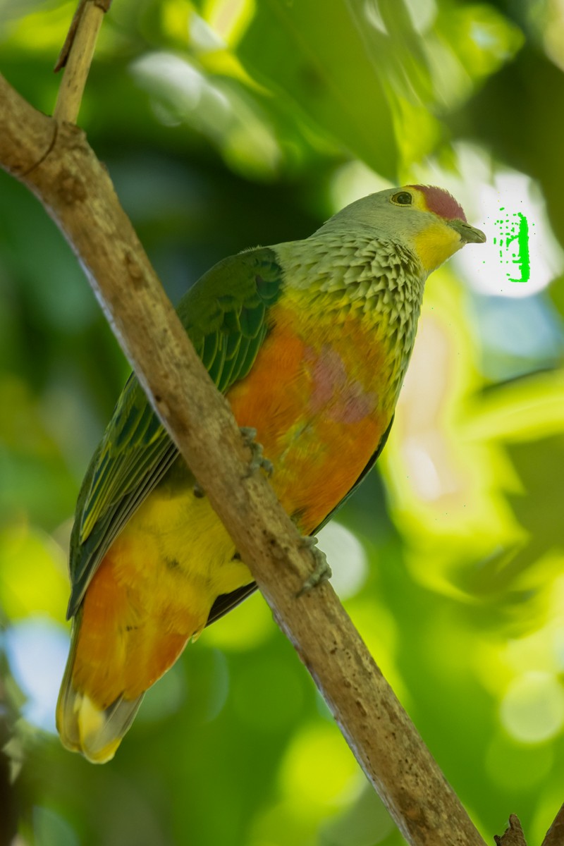 Rose-crowned Fruit-Dove - ML617846810