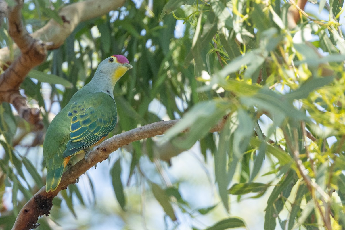 Rose-crowned Fruit-Dove - ML617846811