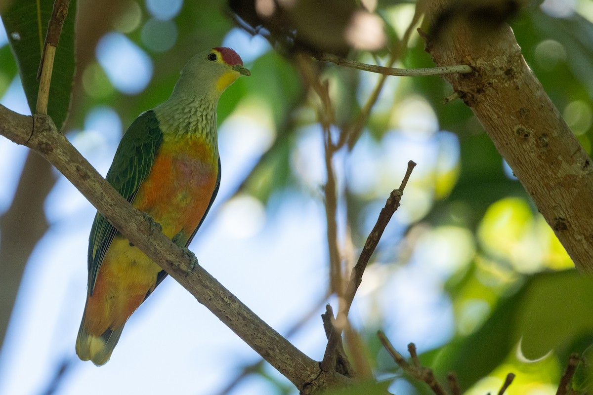 Rose-crowned Fruit-Dove - ML617846812