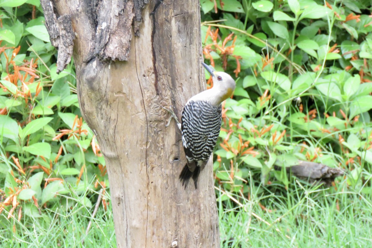 Golden-fronted Woodpecker - ML617846828