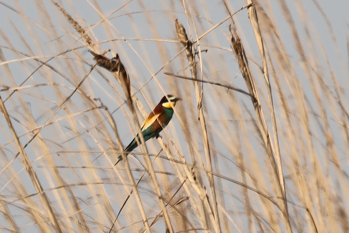 European Bee-eater - ML617846837