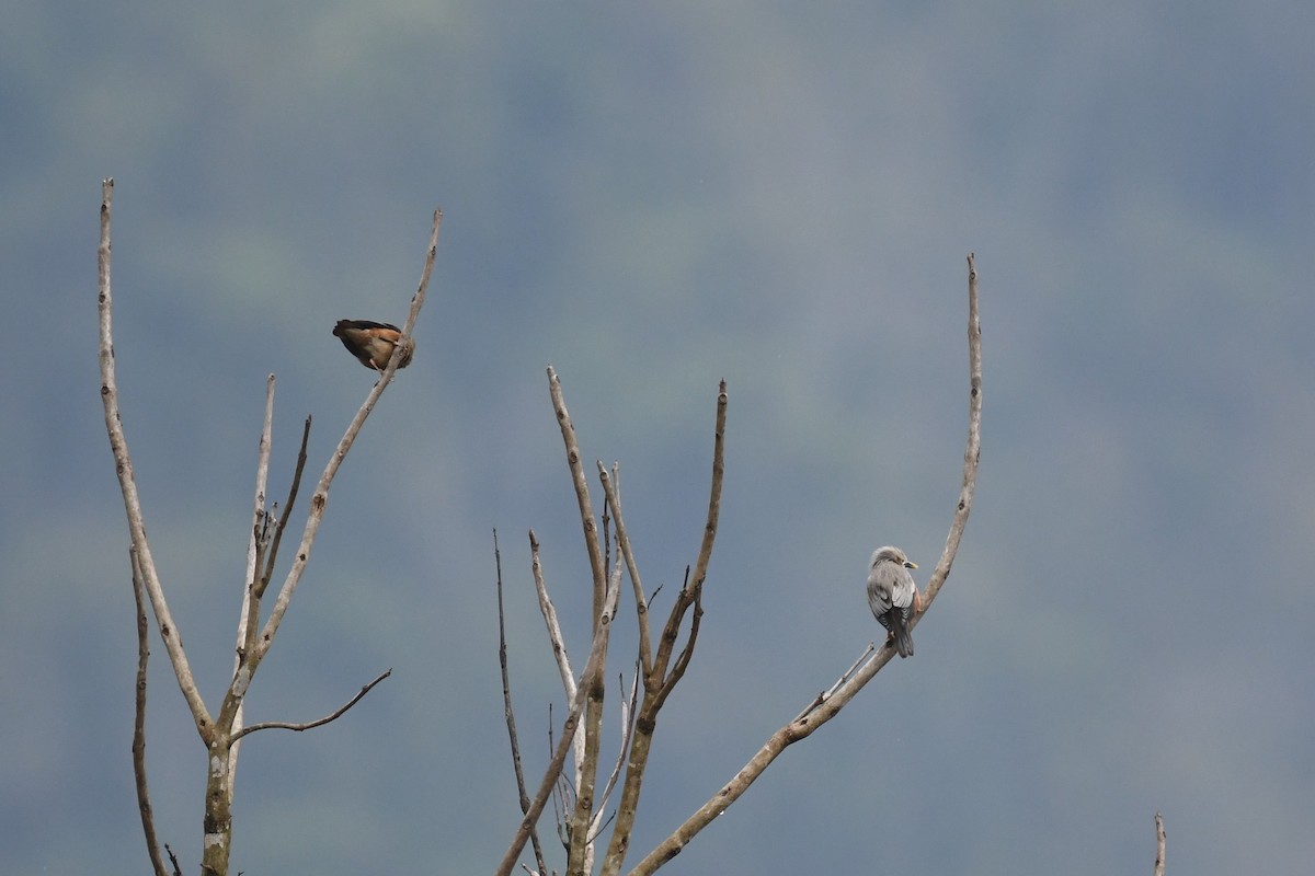 Chestnut-tailed Starling - Tristan Jobin