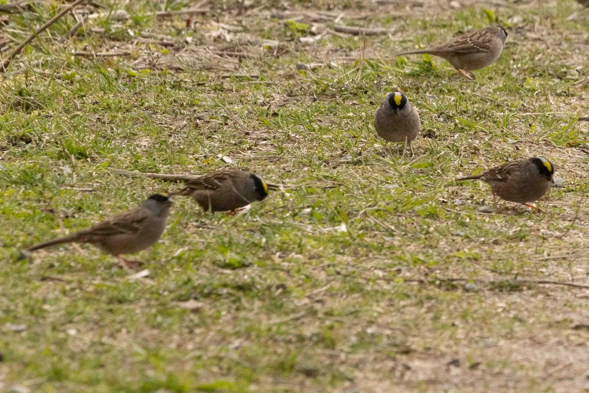 Golden-crowned Sparrow - ML617846966