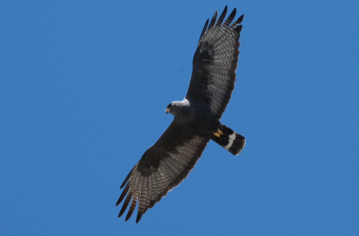 Zone-tailed Hawk - ML617846978