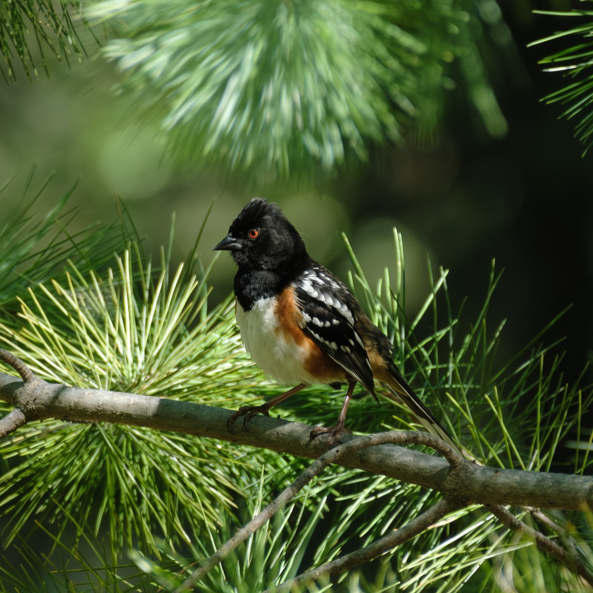 Spotted Towhee - ML617847009