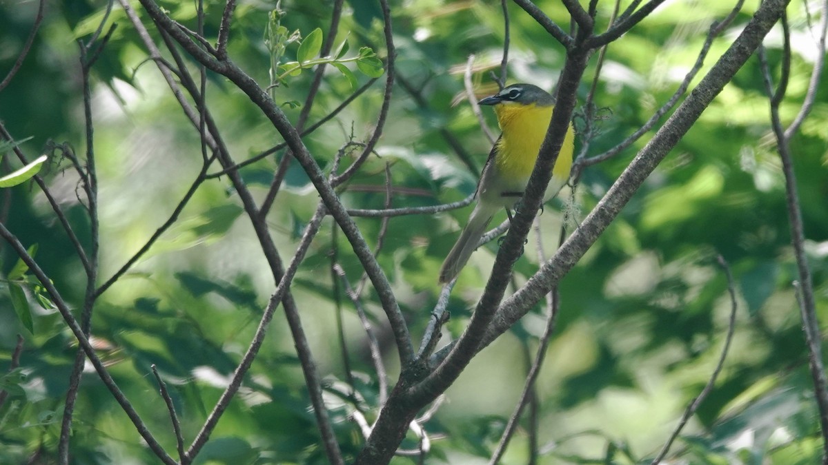 Yellow-breasted Chat - Barry Day