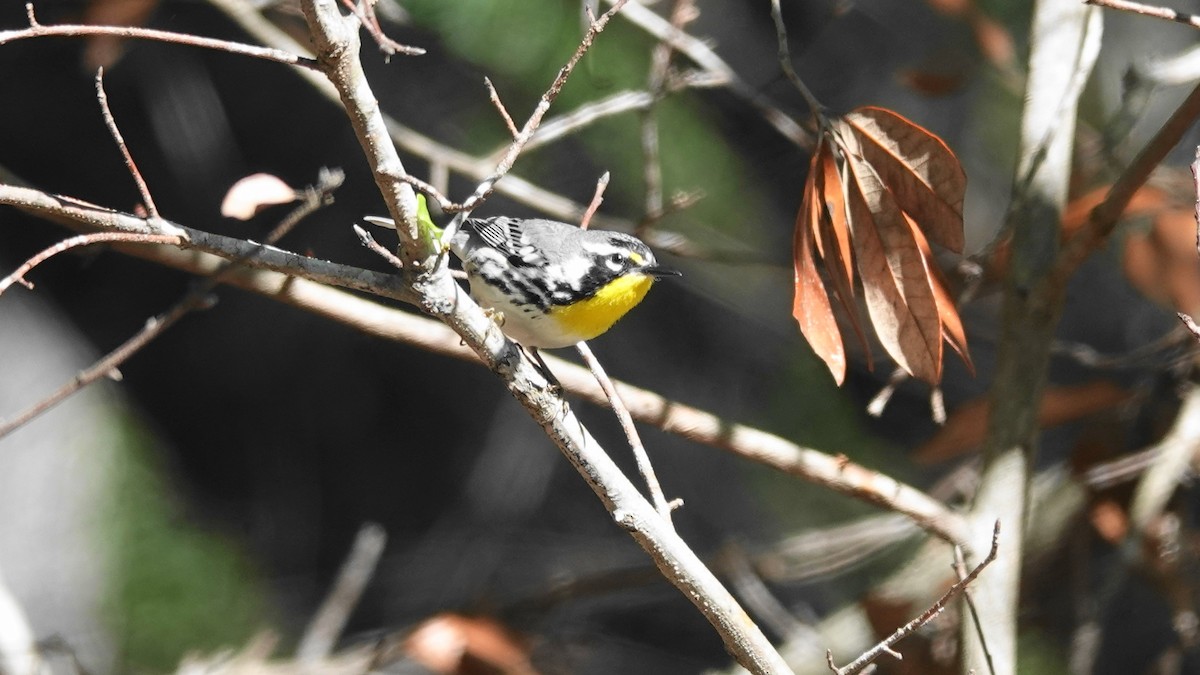 Yellow-throated Warbler - ML617847057