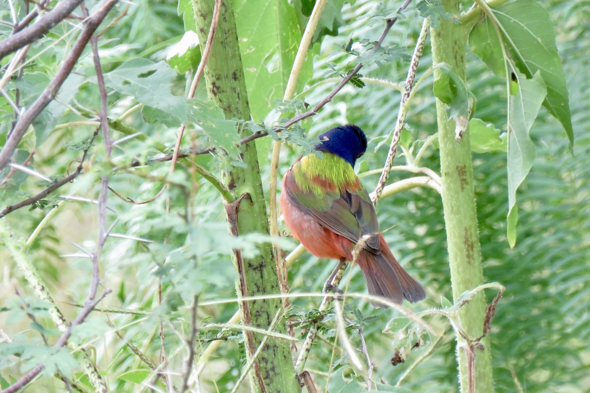 Painted Bunting - Nancy Clogston