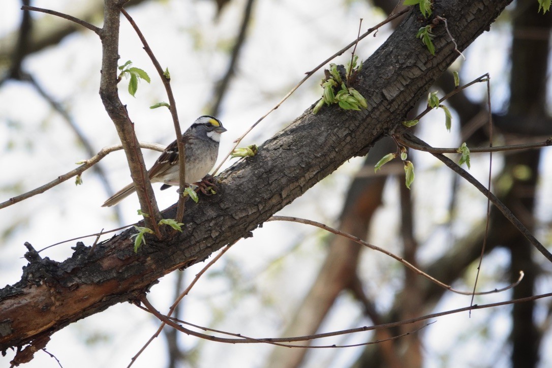 White-throated Sparrow - ML617847086