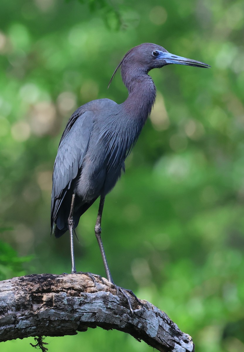 eBird Checklist 23 Apr 2024 Mead Botanical Gardens 42 species