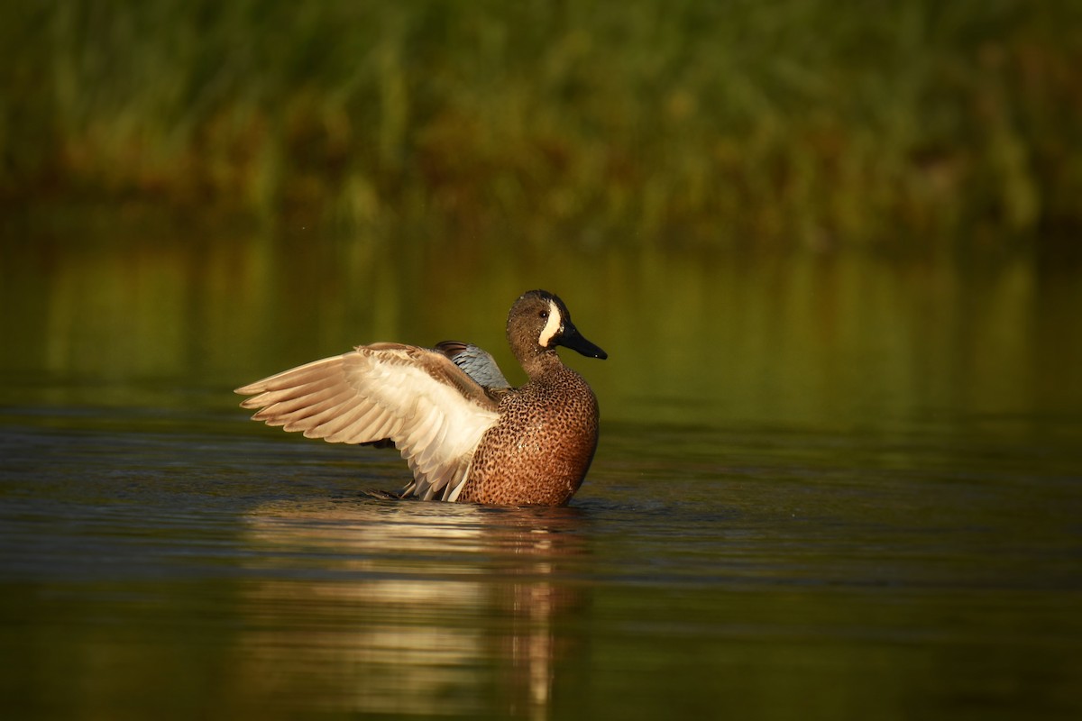 Blue-winged Teal - ML617847195