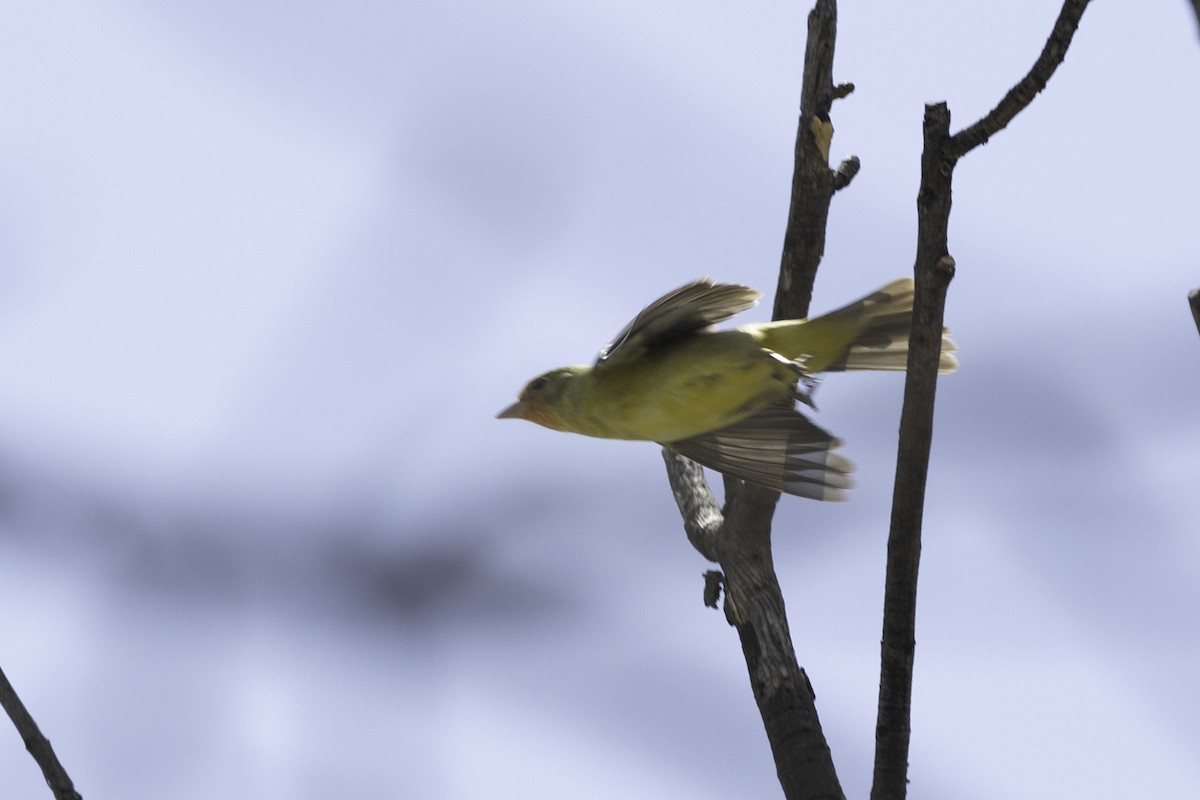 Western Tanager - ML617847203