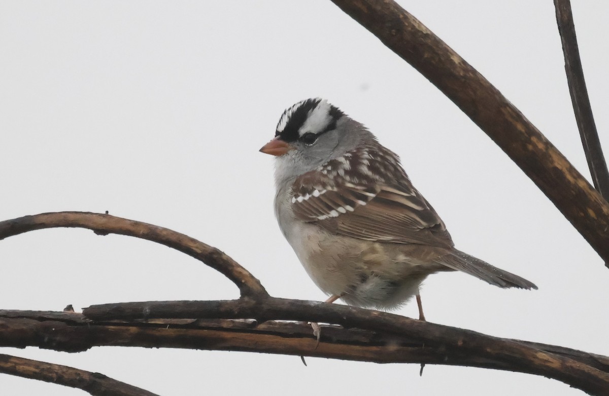White-crowned Sparrow (oriantha) - ML617847245