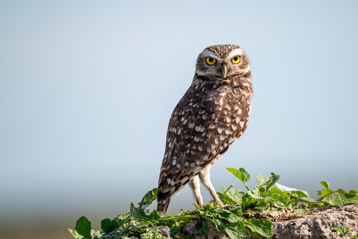 Burrowing Owl - ML617847273