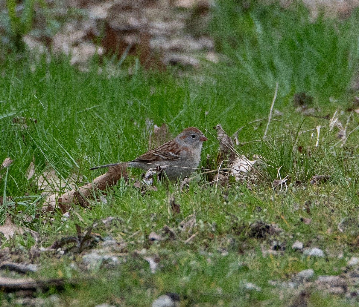 Field Sparrow - ML617847288