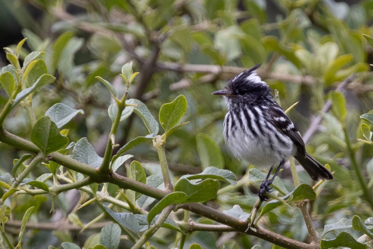 Pied-crested Tit-Tyrant - ML617847321