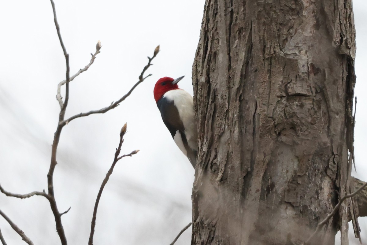 Red-headed Woodpecker - Brad Carlson