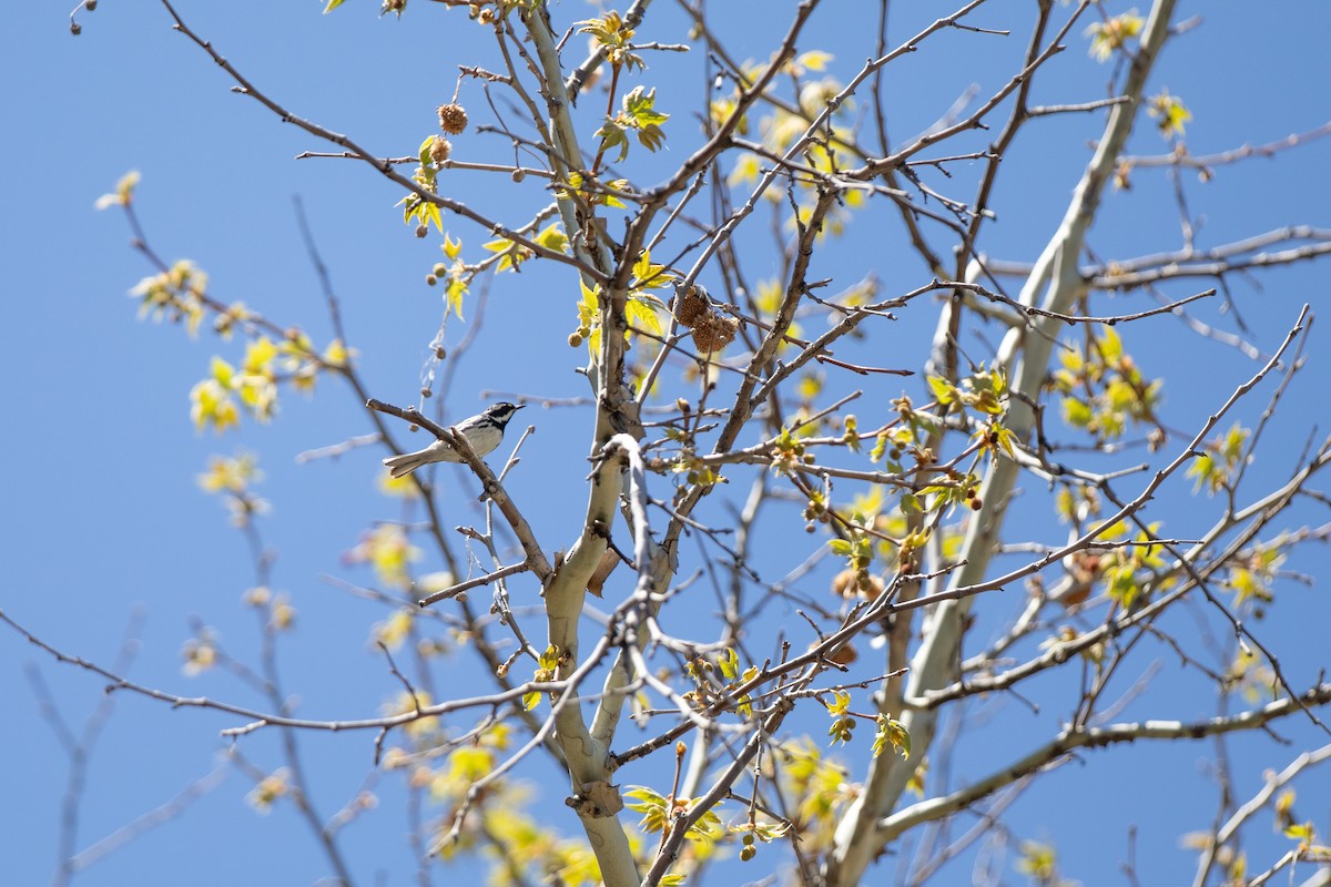 Black-throated Gray Warbler - ML617847381