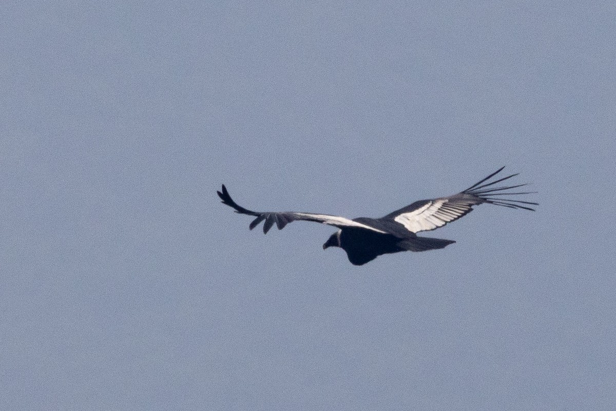 Condor des Andes - ML617847382