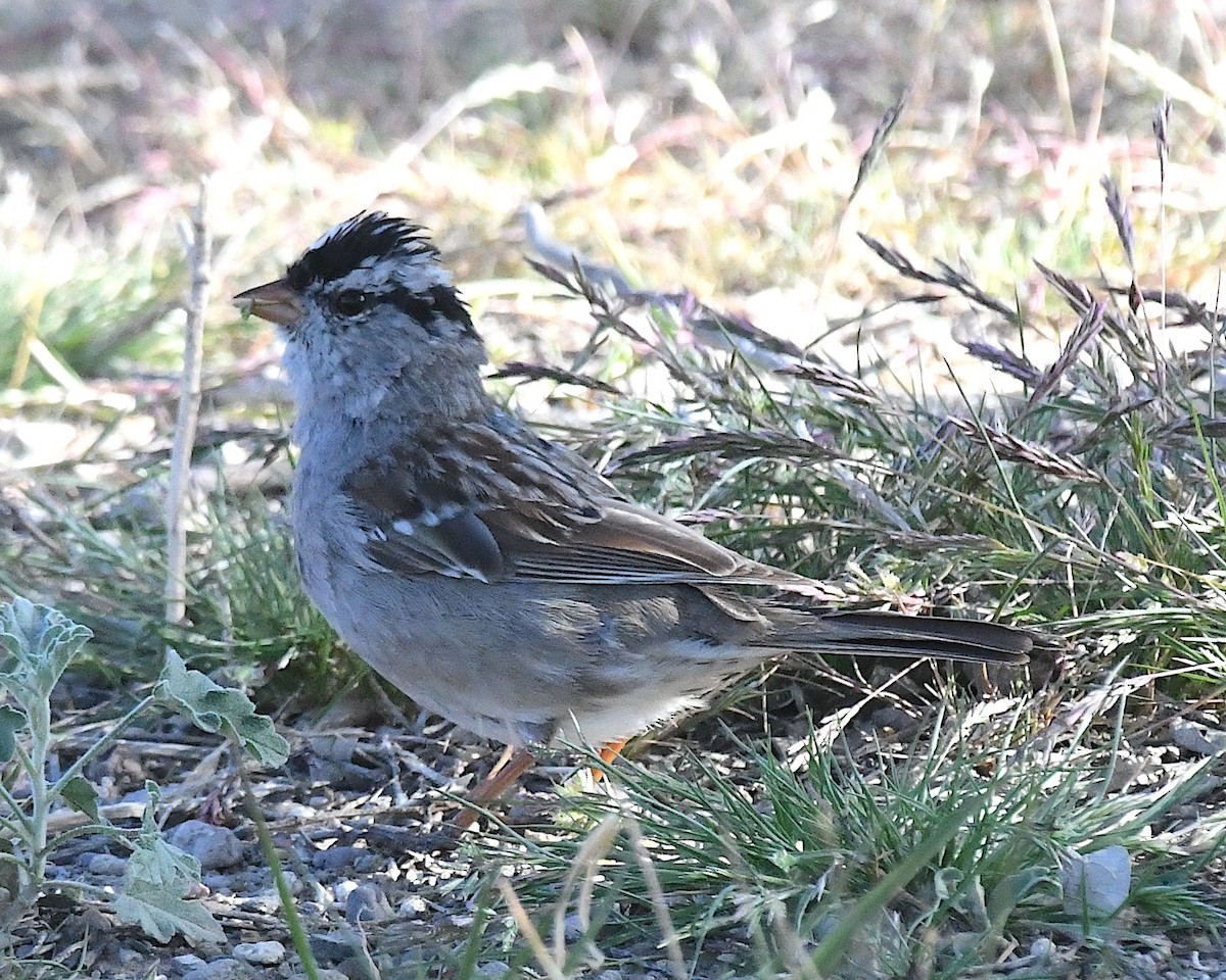 White-crowned Sparrow - ML617847387