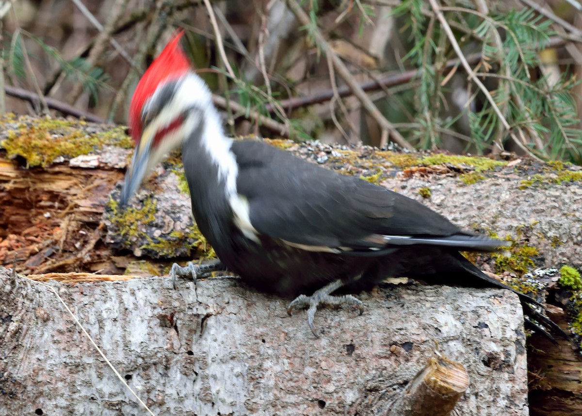 Pileated Woodpecker - ML617847388