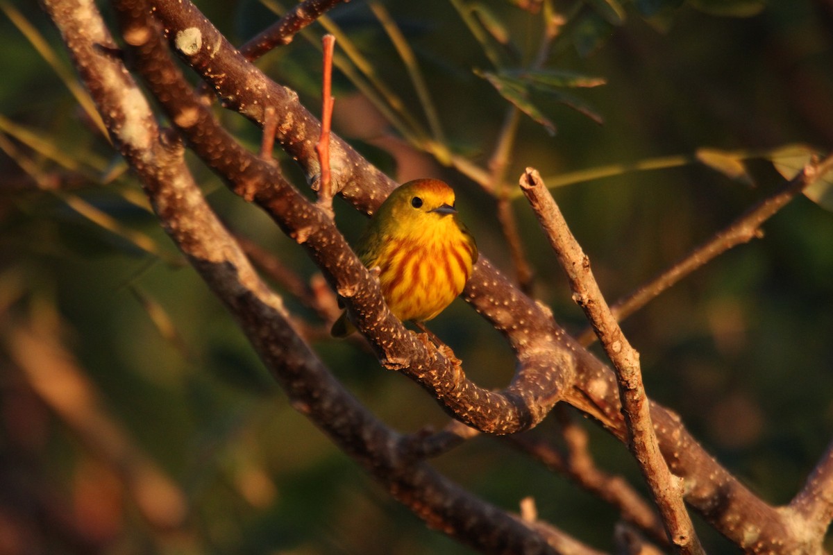 Yellow Warbler (Golden) - Caleb O'Rear