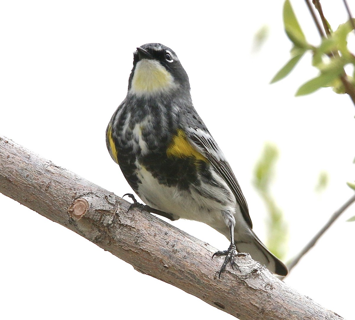 Yellow-rumped Warbler (Myrtle) - ML617847534