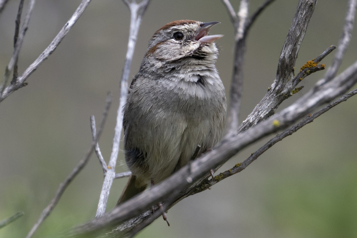 Rufous-crowned Sparrow - ML617847557