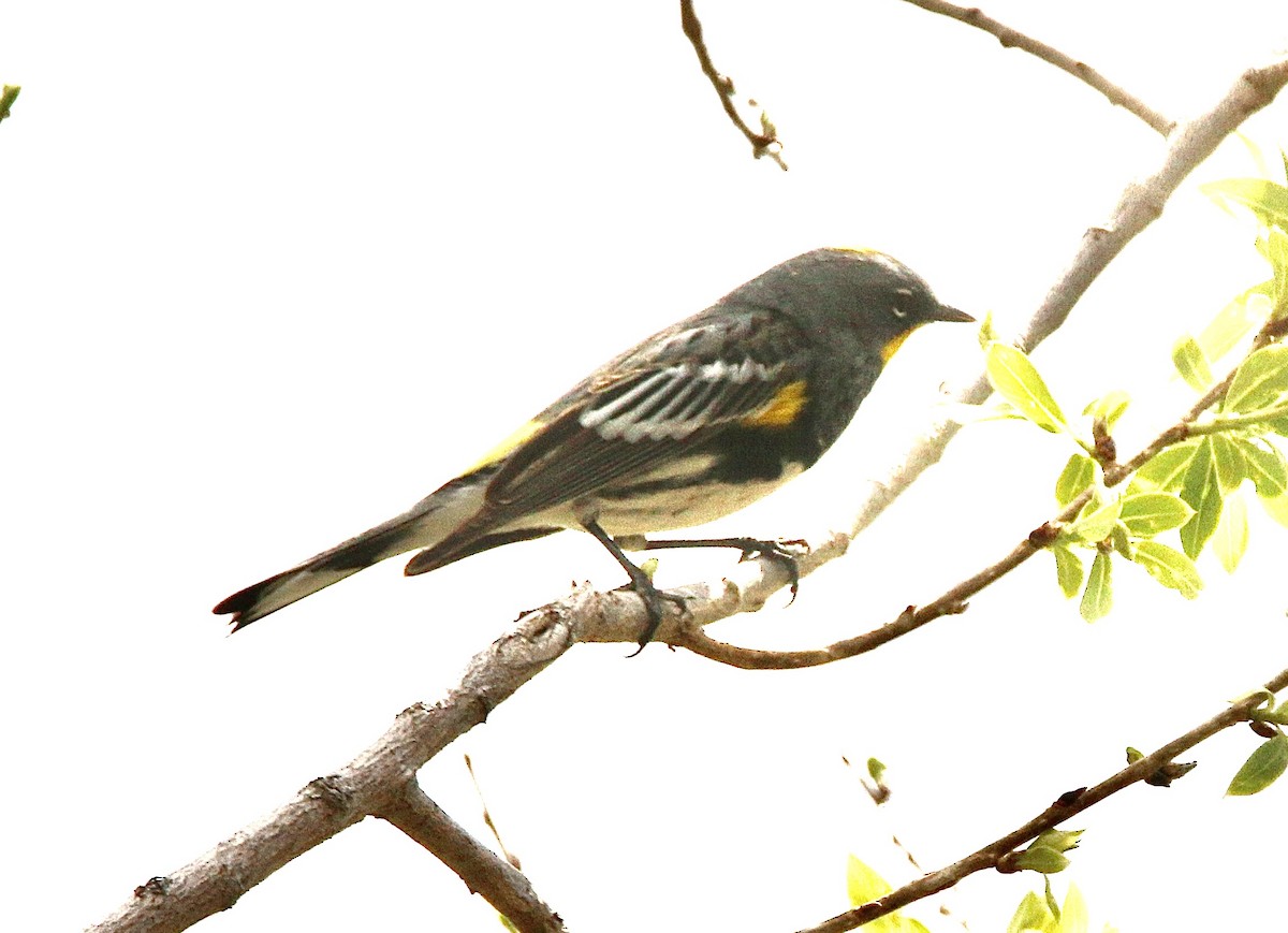 Yellow-rumped Warbler (Audubon's) - ML617847592