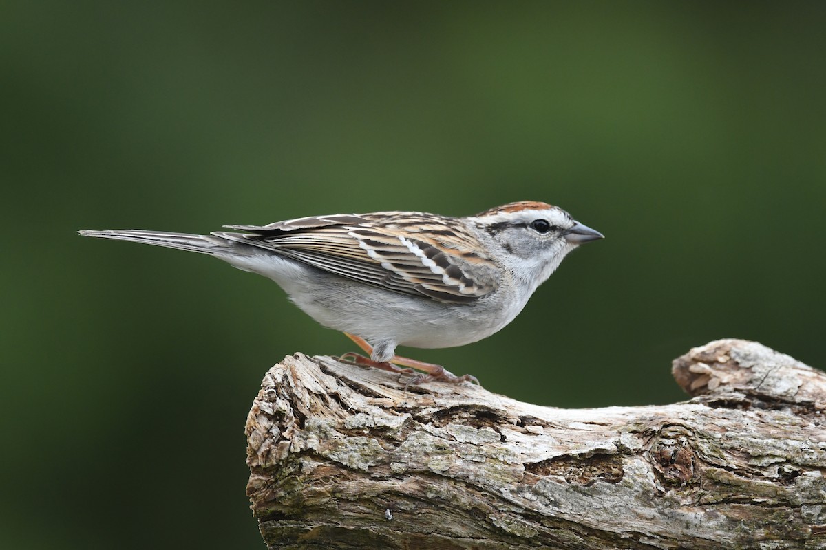Chipping Sparrow - ML617847604