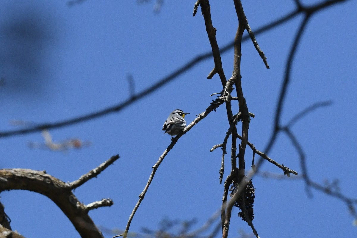 Yellow-throated Warbler - ML617847616