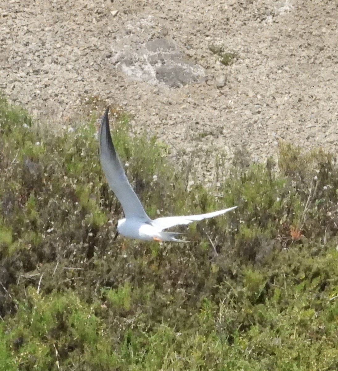 Gull-billed Tern - ML617847630
