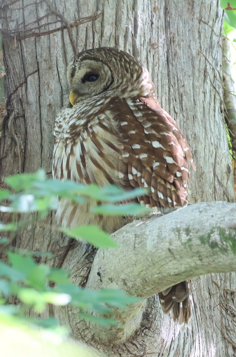 Barred Owl - ML617847644