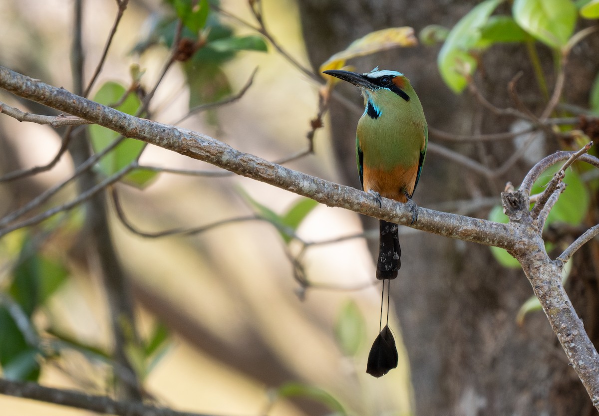 Turquoise-browed Motmot - Forest Botial-Jarvis