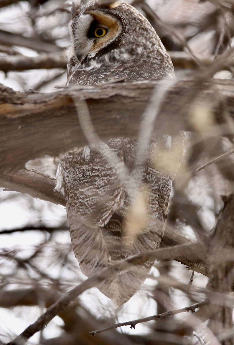 Long-eared Owl - ML617847709