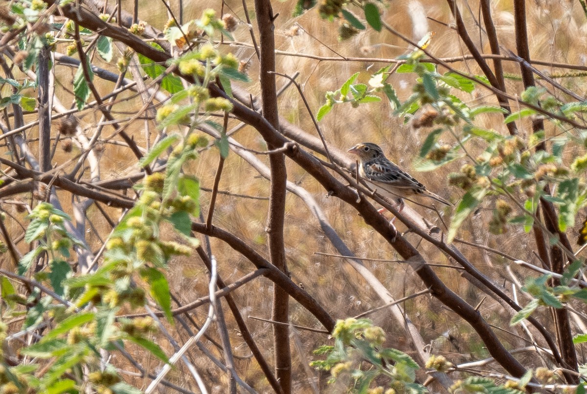 Grasshopper Sparrow - ML617847712
