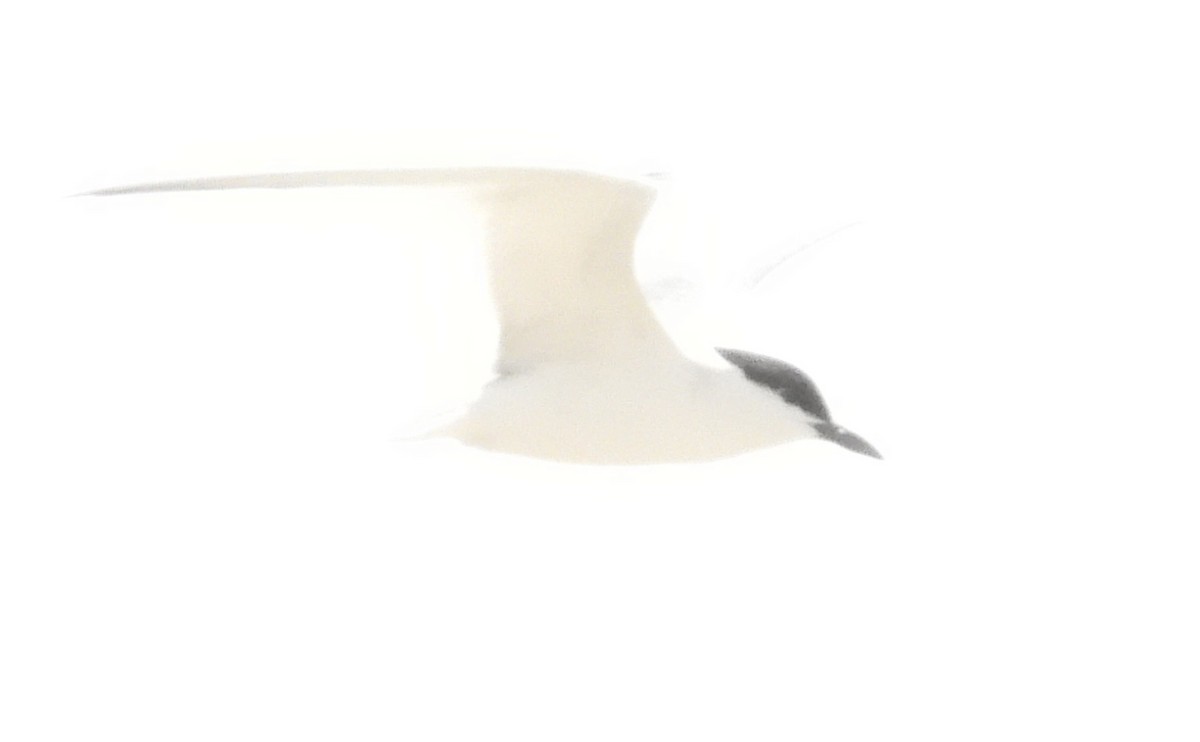 Gull-billed Tern - ML617847762