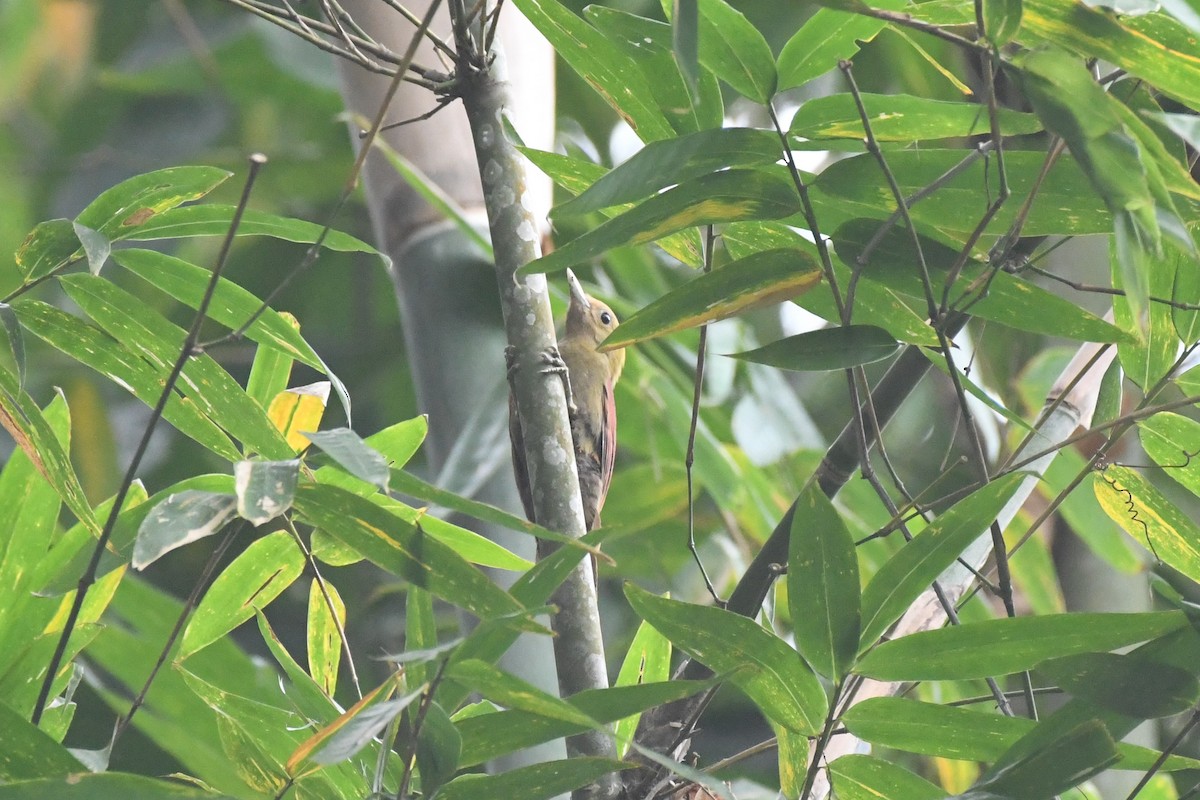 Pale-headed Woodpecker - ML617847765