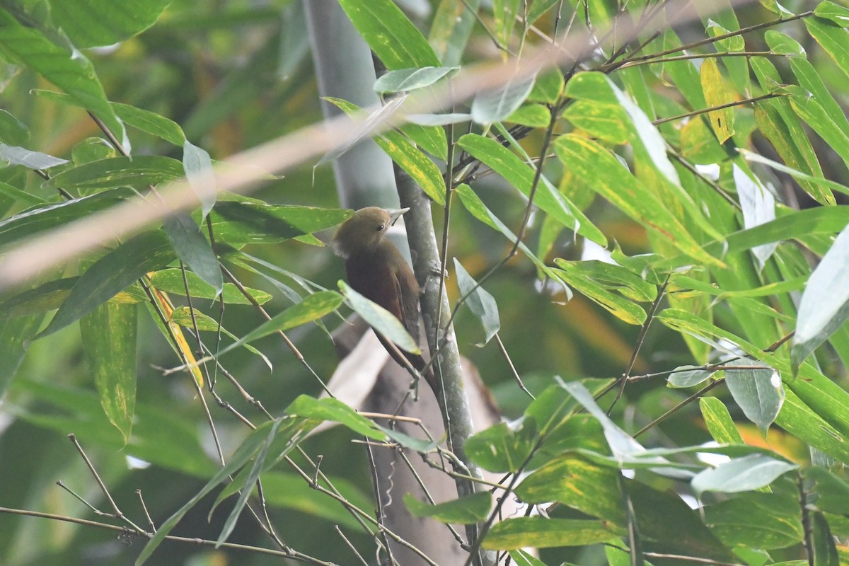 Kızıl Sırtlı Bambu Ağaçkakanı - ML617847767