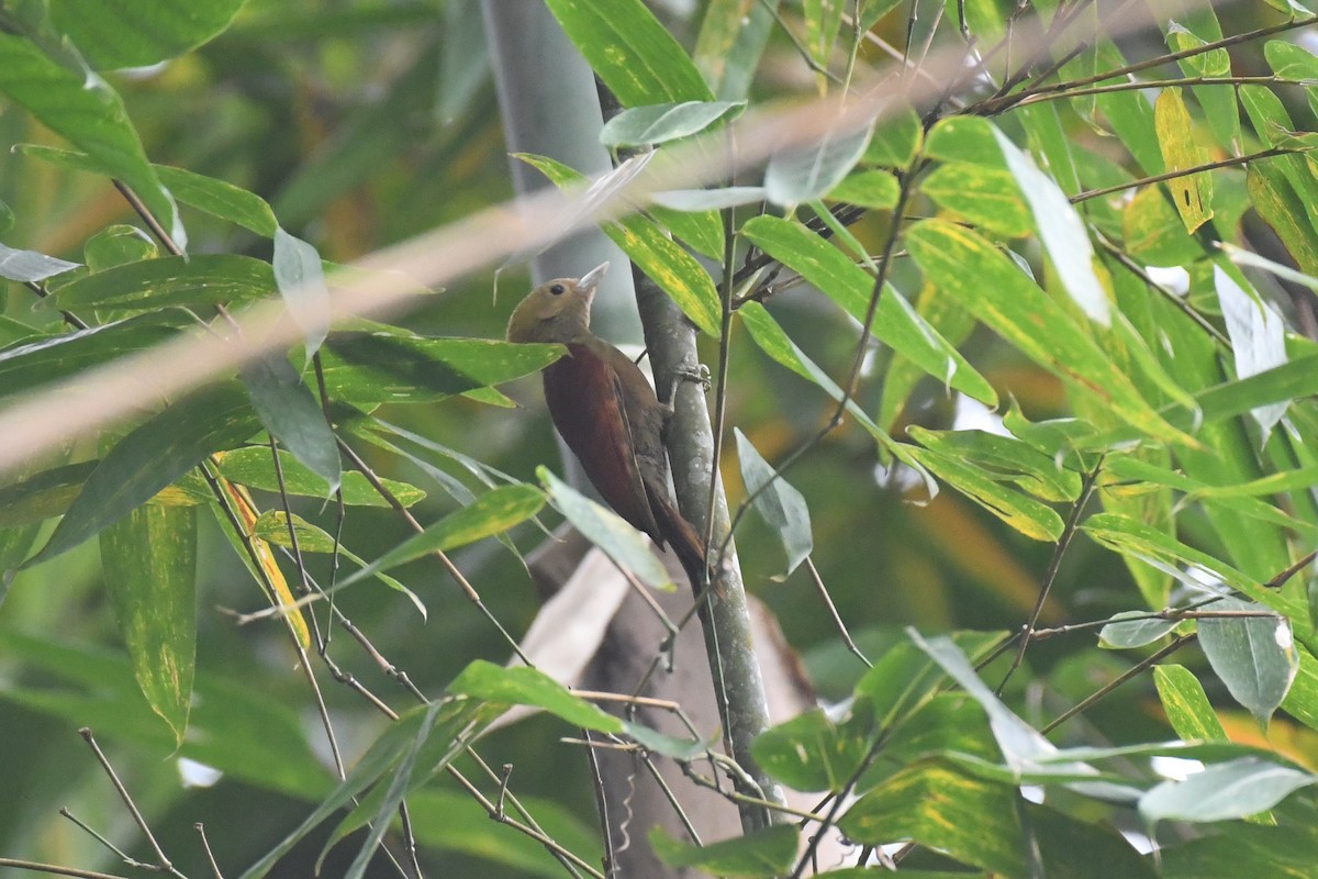 Kızıl Sırtlı Bambu Ağaçkakanı - ML617847768